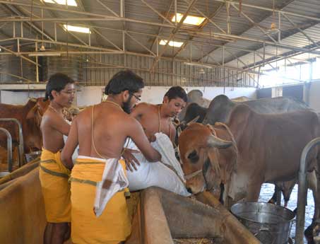 vedicschools goseva home
